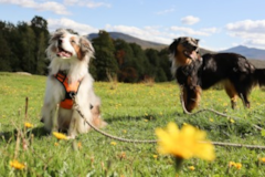 Cute Mini Aussie Purebred Pup