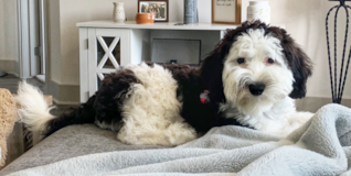 Mini Sheepadoodle Being Cute Mini Sheepadoodle Being Cute
