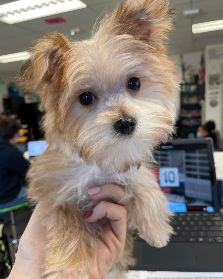 adorable morkie dog