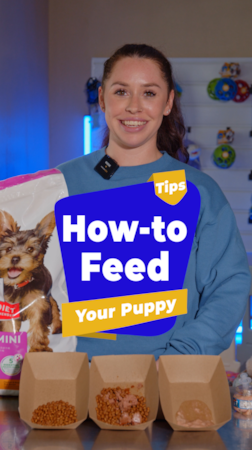 Lone Star Pups 🥣 Not sure how to feed your puppy on Day 1?