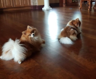 Pomeranian Being Cute Pomeranian Being Cute