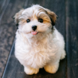 Havanese Being Cute Havanese Being Cute