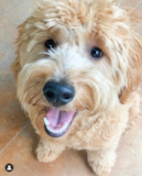 Cute Golden Retriever Poodle Mix Pup Cute Golden Retriever Poodle Mix Pup