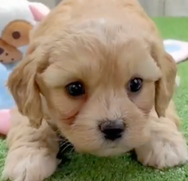 Cavchon Puppies For Sale - Lone Star Pups