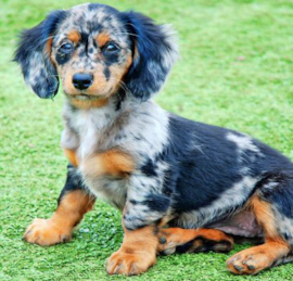 Mini Doxiedoodle Puppies For Sale - Lone Star Pups
