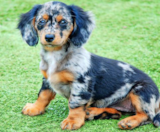 Mini Doxiedoodle Puppies For Sale Lone Star Pups