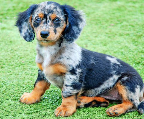 merle mini doxiedoodle merle mini Doxiedoodles dog sitting in grass
