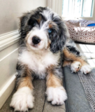 Mini Bernedoodle Being Cute Mini Bernedoodle Being Cute