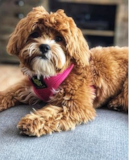 Cute Shih Poo Poodle Mix Pup Cute Shih Poo Poodle Mix Pup