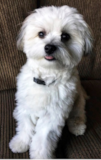 Maltipom Being Cute Maltipom Being Cute