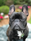 Cute French Bulldog Purebred Pup Cute French Bulldog Purebred Pup