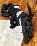 Yorkie Poo Being Cute Yorkie Poo Being Cute