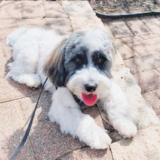 Cute Havanese Pup Cute Havanese Pup