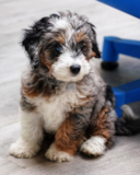 Mini Bernedoodle Being Cute Mini Bernedoodle Being Cute