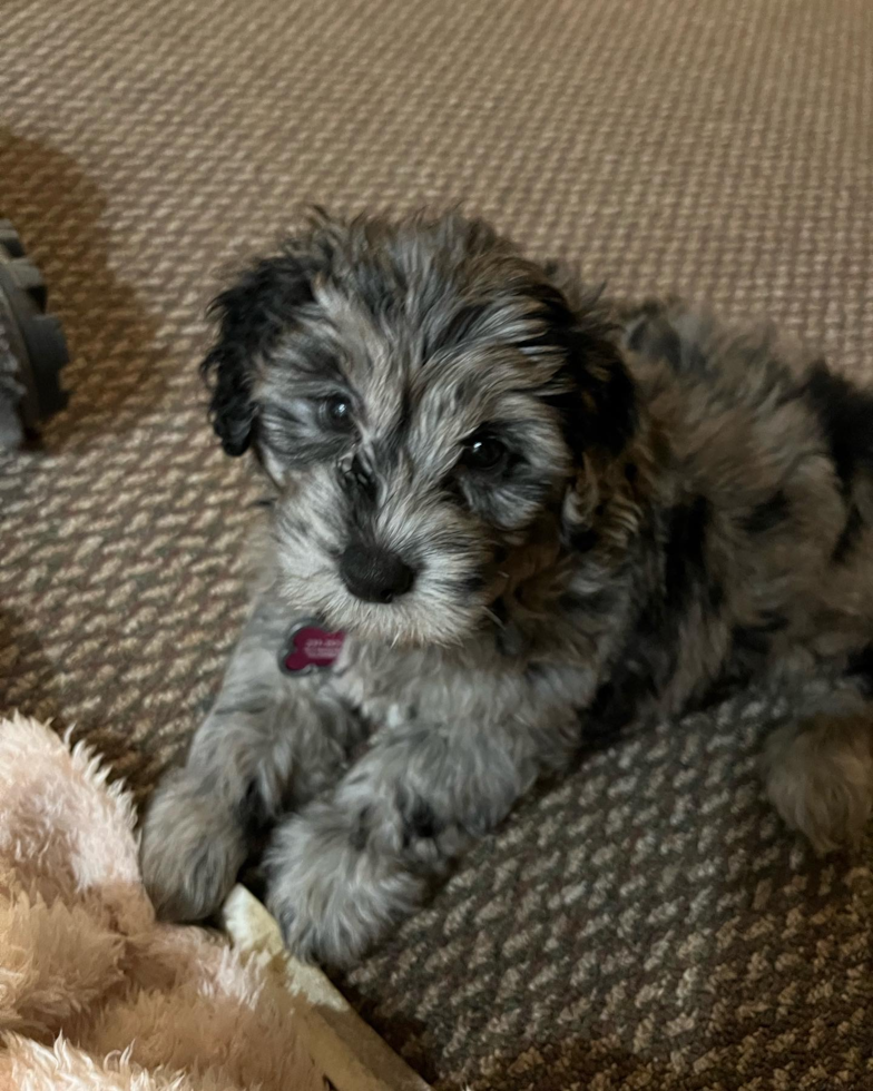 adorable mini Portidoodle dog