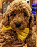 Cute Toy Poodle Purebred Pup Cute Toy Poodle Purebred Pup