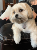 Cute Teddy Bear Designer Pup Cute Teddy Bear Designer Pup