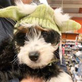 Mini Bernedoodle Being Cute Mini Bernedoodle Being Cute