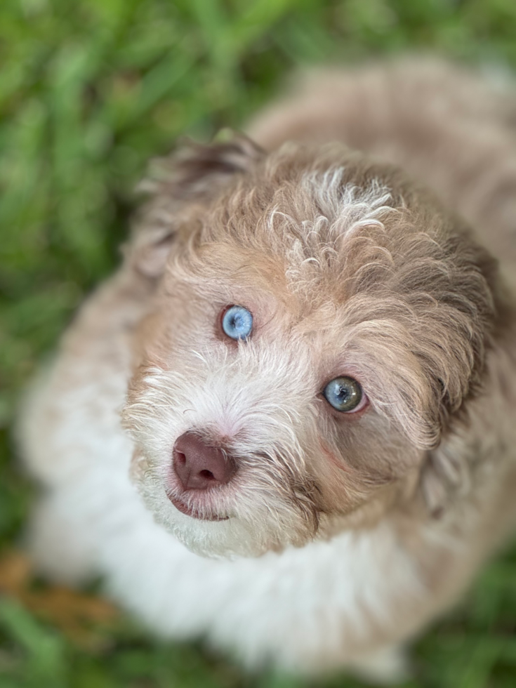 lone star pups customer photo of an aussie dog with blue eyes