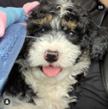 Cute Mini Bernedoodle Pup Cute Mini Bernedoodle Pup