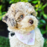 Cute Bichonpoo Poodle Mix Pup Cute Bichonpoo Poodle Mix Pup