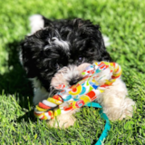 Cute Havanese Purebred Pup Cute Havanese Purebred Pup