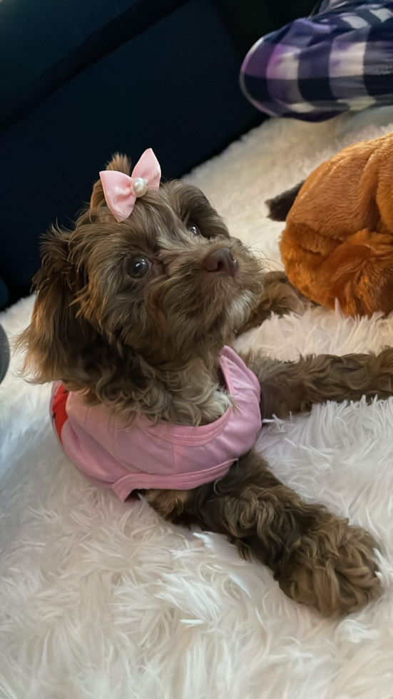 customer photo of cavapoo adult cookie wearing a pink outfit