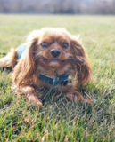 Cavalier King Charles Spaniel Being Cute Cavalier King Charles Spaniel Being Cute