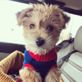 Cute Morkie Pup Cute Morkie Pup