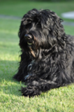 Cute Portuguese Water Dog Purebred Pup