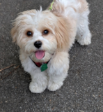 Cute Cavachon Designer Pup Cute Cavachon Designer Pup