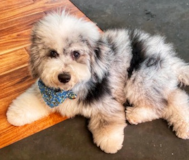 Cute English Sheep Poodle Mix Pup Cute English Sheep Poodle Mix Pup