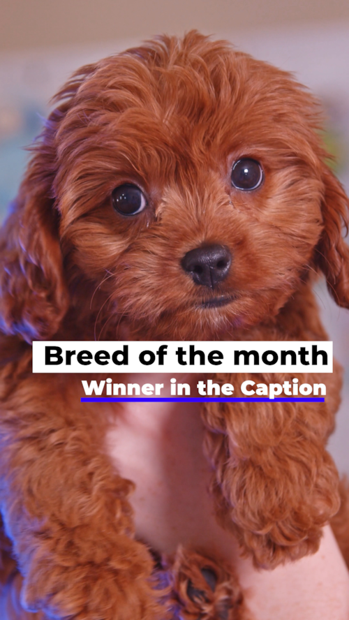 Lone Star Pups The Breed of the Month for July is officially the Cavapoo! 🎉🐾 Trending Video