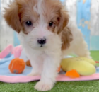 Cute Yorkipoo Poodle Mix Pup