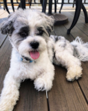 Cute Teddy Bear Pup Cute Teddy Bear Pup