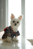 Cute Maltipom Designer Pup