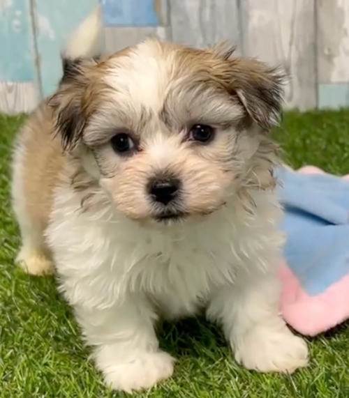 Cute Havashon Designer Pup