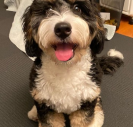 Mini Bernadoodle Puppies For Sale - Lone Star Pups