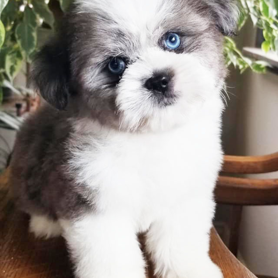 Auss-Tzu Breed Info Auss-Tzu Breed Info