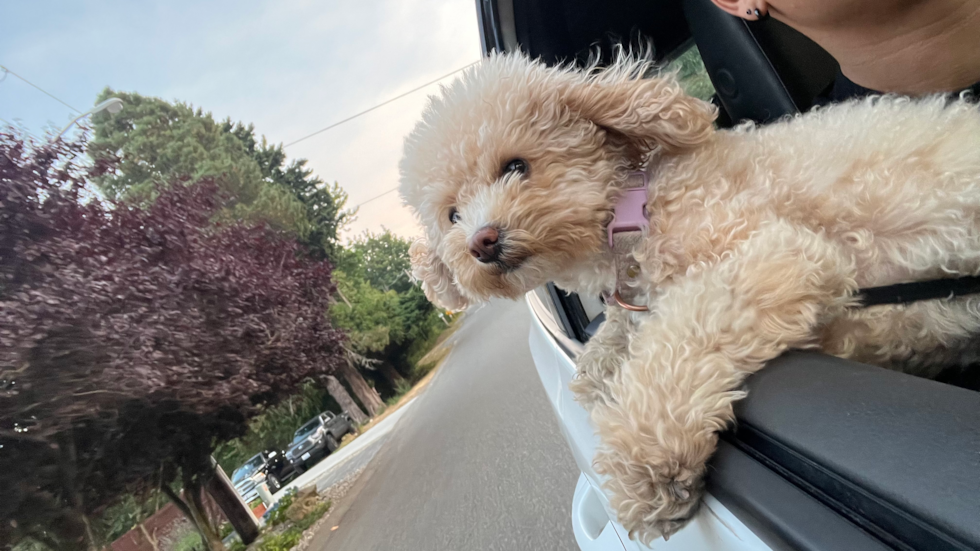 poochon dog looking out window car