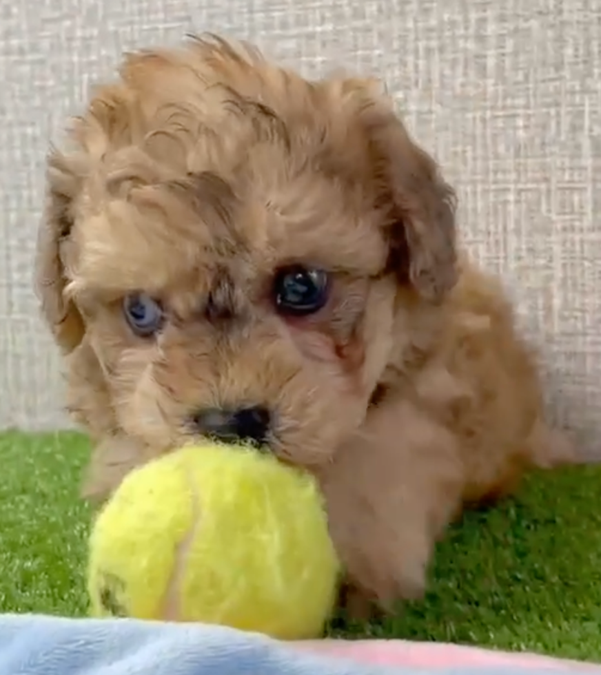 Cute Poochon Poodle Mix Pup