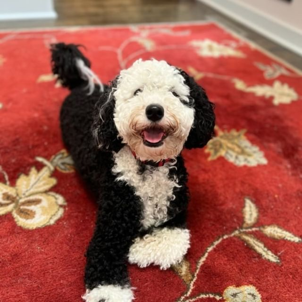 happy mini Sheepadoodle dog