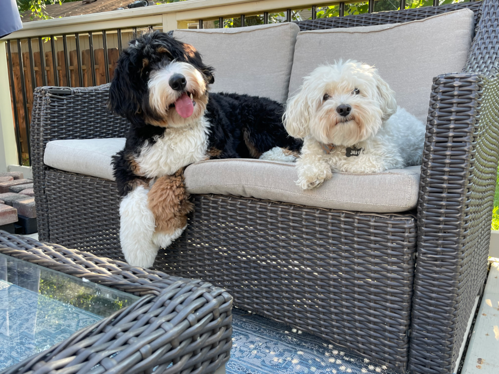 a Mini Bernedoodle near a white dog