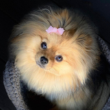 Cute Pomeranian Purebred Pup Cute Pomeranian Purebred Pup