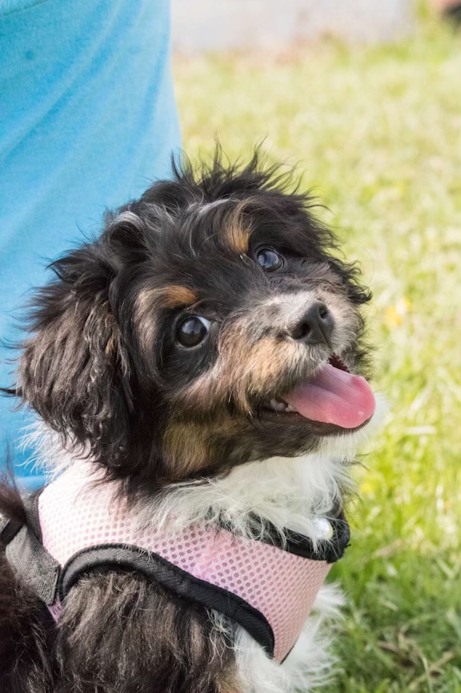 small mini aussiedoodle