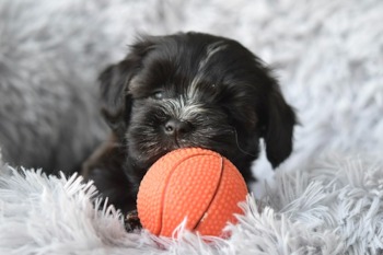 Toy havanese clearance