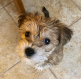 Cute Morkie Designer Pup Cute Morkie Designer Pup