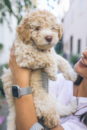 Cute Cockapoo Poodle Mix Pup