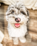 Mini Sheepadoodle Being Cute Mini Sheepadoodle Being Cute