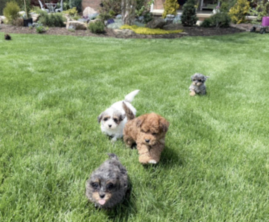 lone star pups breeder - photo of puppies running on freshly cut lawn